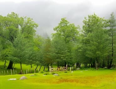 Sharan Forest: The Mountain Escape That Still Feels Like a Secret